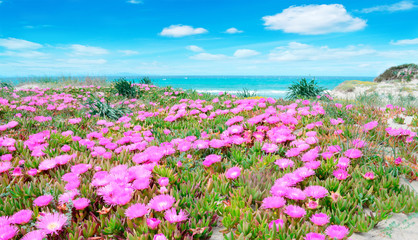 pink flowers and turquoise water