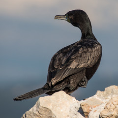 Portrait d'une jeune femelle cormoran