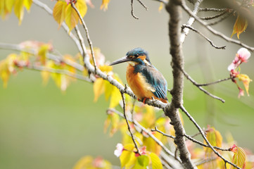 山桜とカワセミ