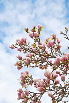 Frühling: Magnolienblüten vor blauem Himmel