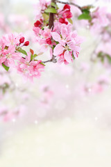 Naklejka na ściany i meble Wiosną drzewo kwiaty