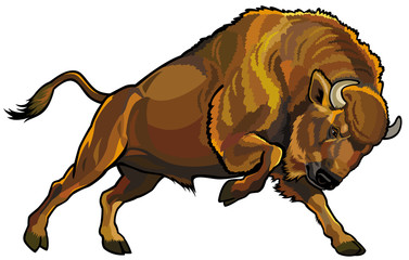 wisent © insima