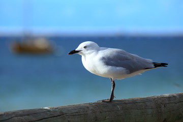 Seagull
