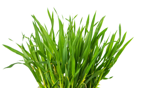 Fresh green wheat grass isolated