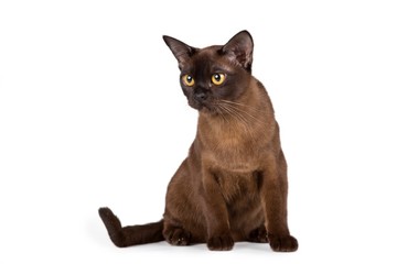 Burmese cat on white background