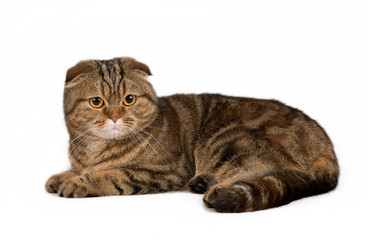 Scottish fold on white background