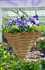 Hanging pansy flower basket
