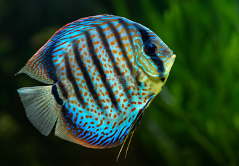 Obraz premium Discus, tropical decorative fish