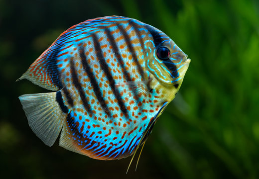 Discus, tropical decorative fish