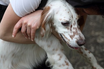 Beautiful young setter