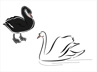 cisnes blanco y negro