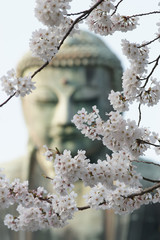 Sakura before the great buddha, Daiputsu in Kamakura, Japan.