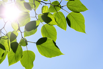 Branch green leafes in sunny day