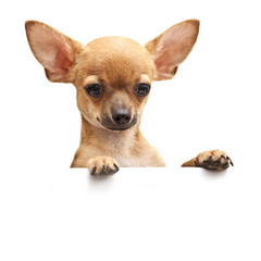 young dog