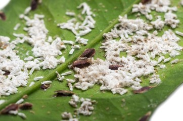 Cochenilles sur une feuille d'oranger.