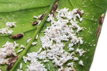Cochenilles sur une feuille d'oranger.