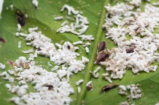 Cochenilles sur une feuille d'oranger.