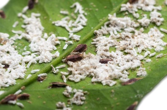 Cochenilles sur une feuille d'oranger.