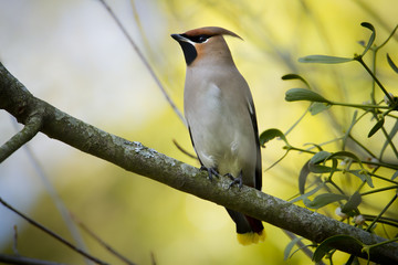 Jaseur boréal sur une branche
