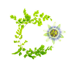 passionflower with an ornament from Maidenhair leaves