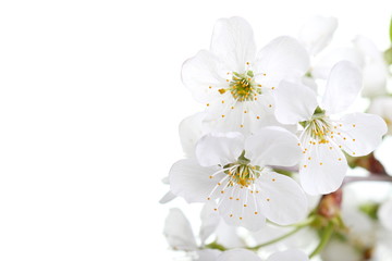 Obraz na płótnie Canvas Wiśniowe kwiaty na białym tle