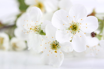 Cherry flowers on white