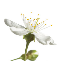 Cherry flower isolated  on white