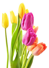 Fototapeta premium Bouquet of tulips on white background. Tulipa