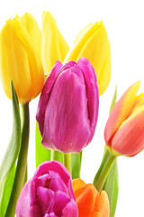 Bouquet of tulips on white background. Tulipa