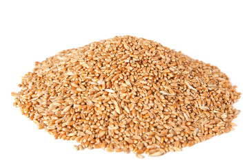 wheat on a white background