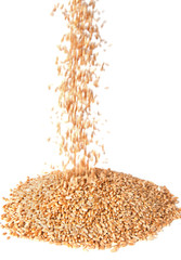 wheat on a white background