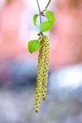 Fototapeta premium Spring birch catkins with tender new leaves close-up