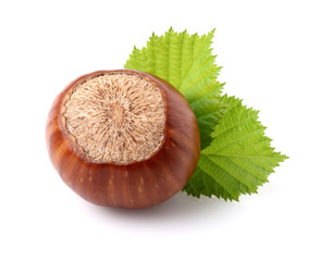 One hazelnut
