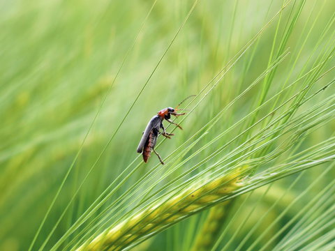 Plattk&auml;fer