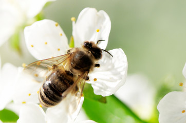 bee on flower
