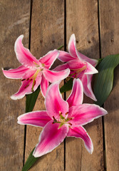 Lily on wooden background