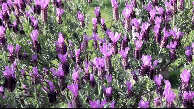 Lavanda selvatica - Lavandula Stoechas - Wild Lavender