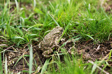steppe earthen frog