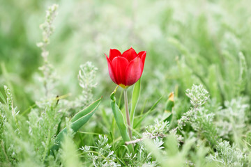 Obraz premium Cute wild red tulip