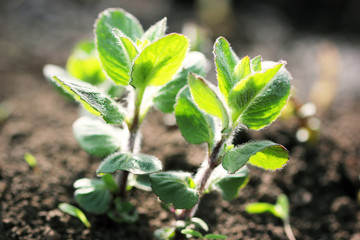 Sprouts of garden mint