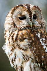 Tawny Owl