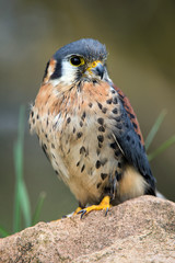 American Kestrel