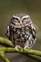 Little Owl