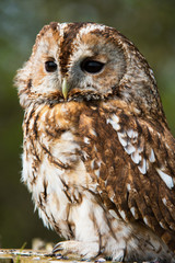 Tawny Owl