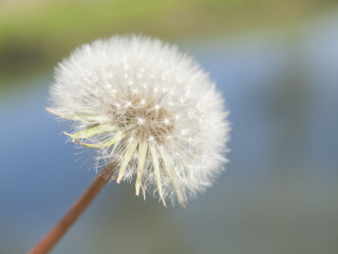 Fototapeta dandelion