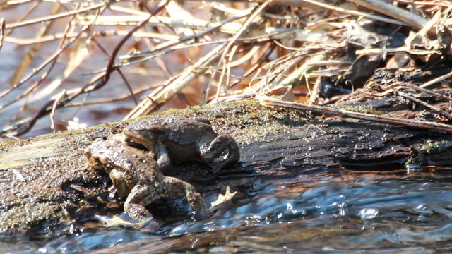 Couple Of mating Toads in spring season