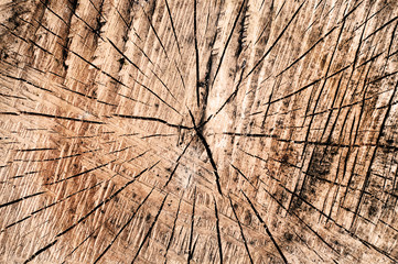 Drewniane tło © Zbyszek Nowak