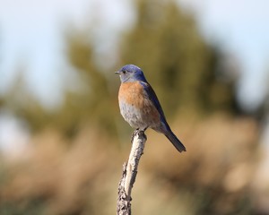 Eastern Bluerbird (Sialia sialis fulva) southwestern subspecies