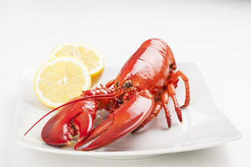 Raw lobster isolated