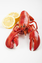 Raw lobster isolated